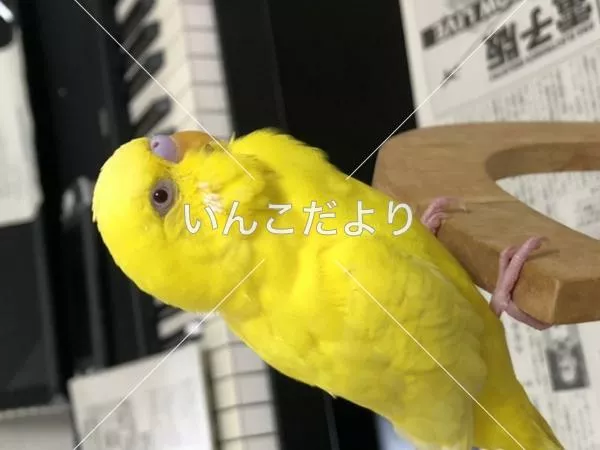 コメントの画像