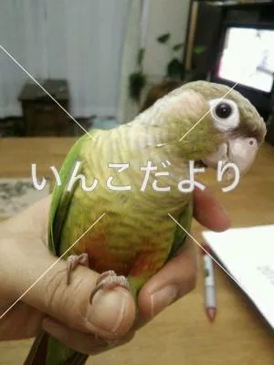 コメントの画像