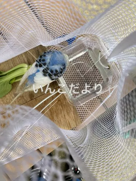 コメントの画像