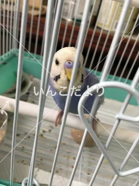 コメントの画像