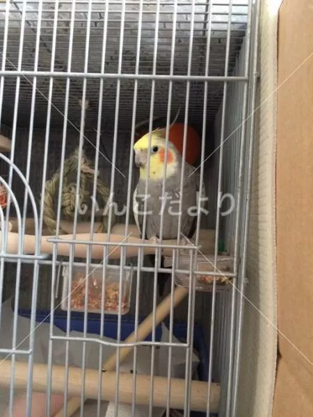 コメントの画像