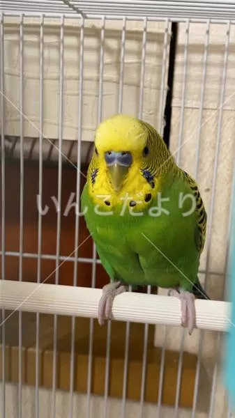 コメントの画像