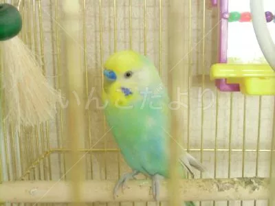 コメントの画像