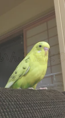 コメントの画像