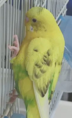 コメントの画像