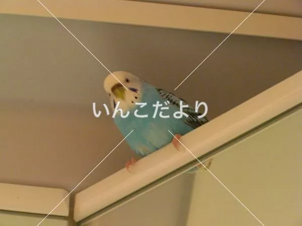 コメントの画像