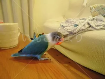 コメントの画像