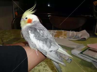 コメントの画像