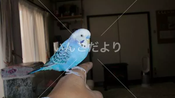 コメントの画像