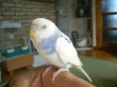 コメントの画像