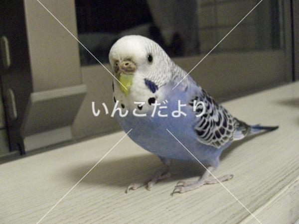 コメントの画像