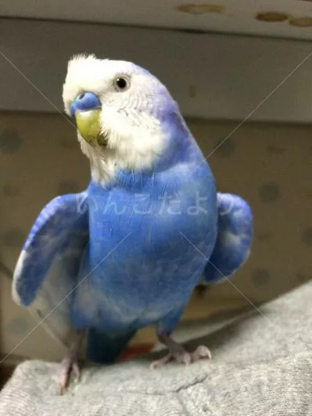 コメントの画像