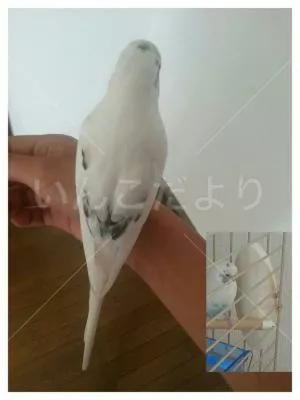 コメントの画像