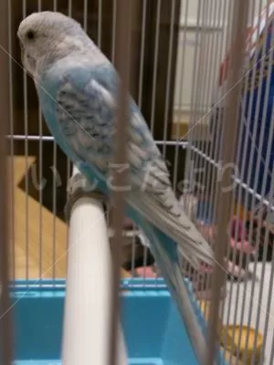 コメントの画像