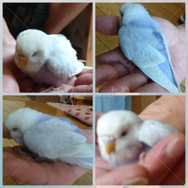 コメントの画像