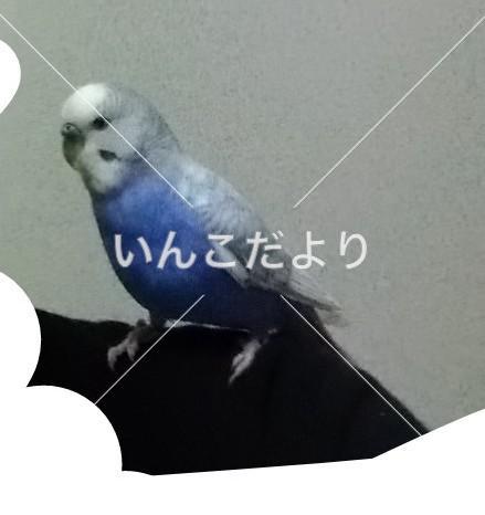 コメントの画像
