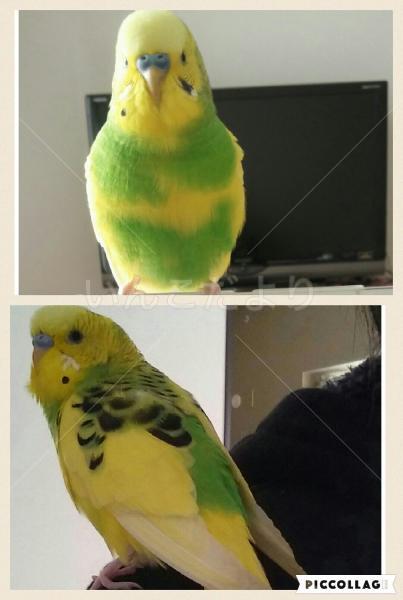 コメントの画像