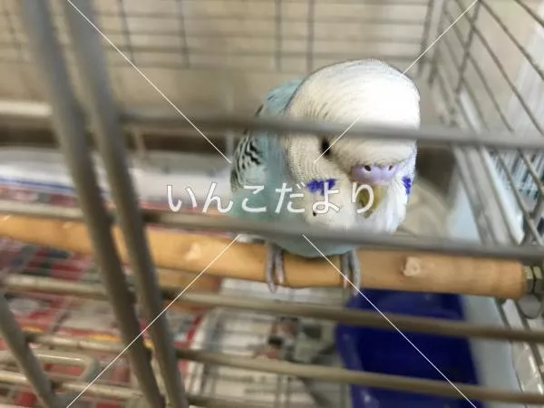 コメントの画像