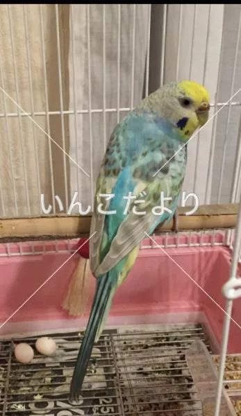 コメントの画像