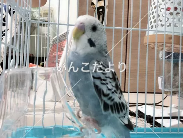 コメントの画像