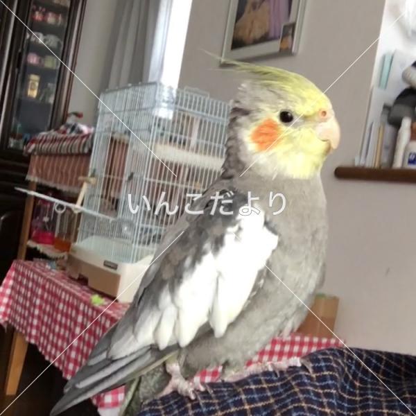 コメントの画像
