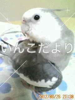 コメントの画像