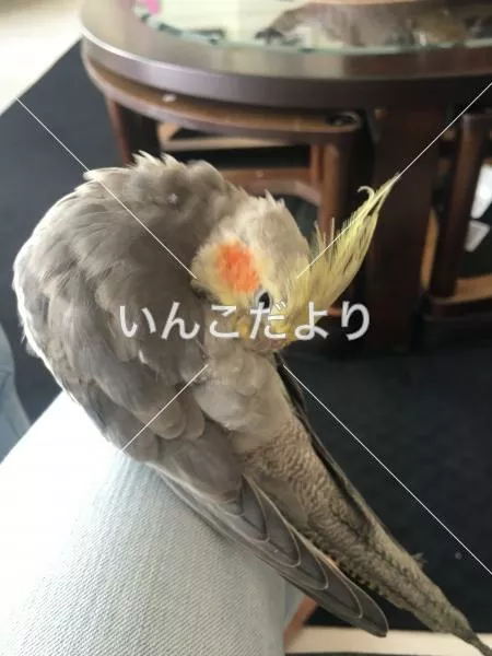 コメントの画像