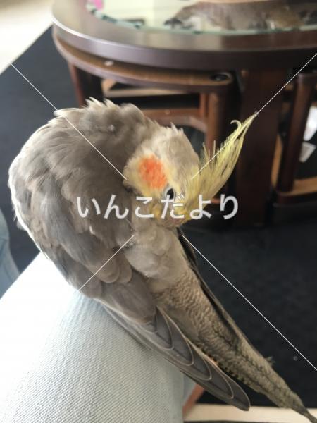 コメントの画像