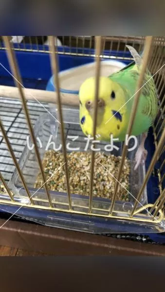 コメントの画像