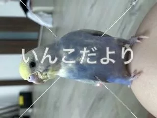 コメントの画像