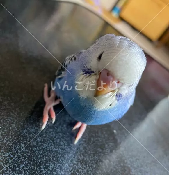 コメントの画像