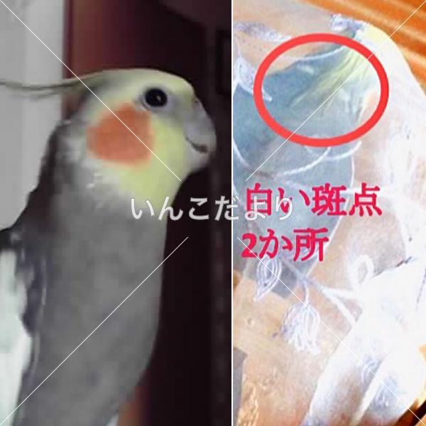 コメントの画像