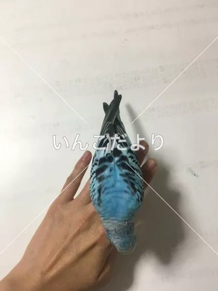 コメントの画像