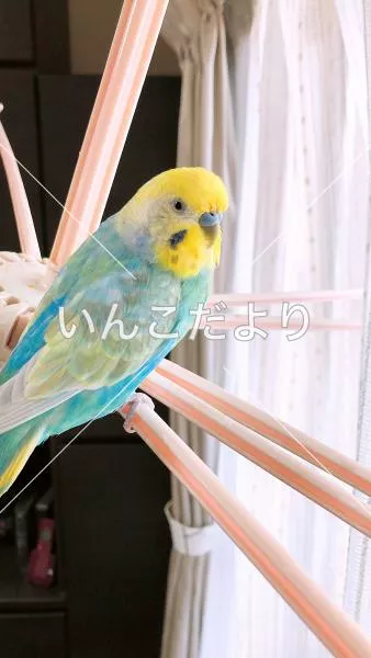 コメントの画像