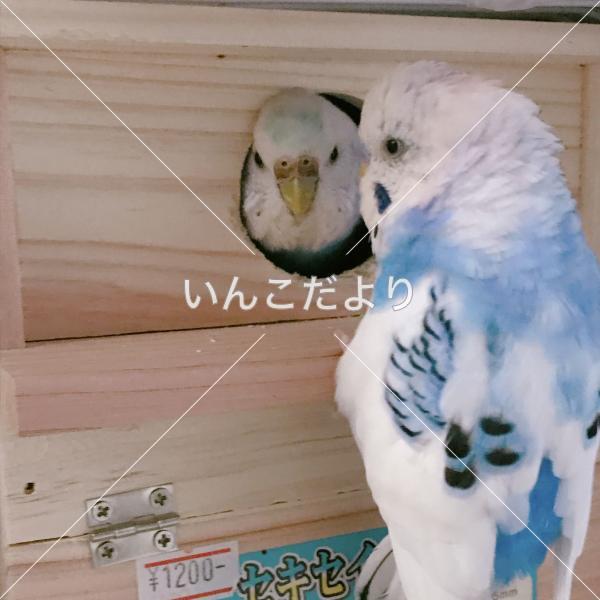 コメントの画像
