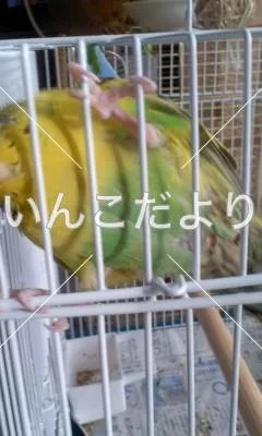 コメントの画像