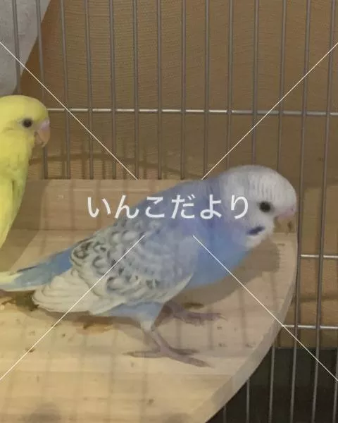 コメントの画像