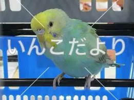 コメントの画像