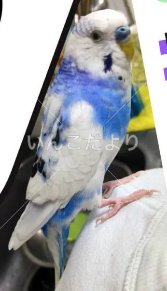 コメントの画像