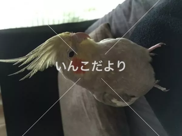 コメントの画像