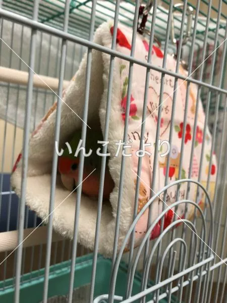 コメントの画像