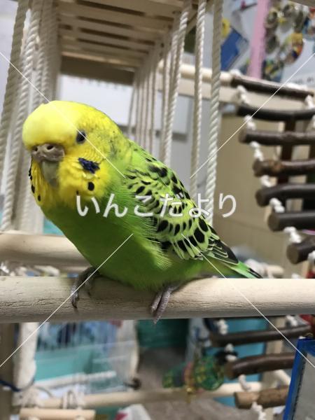 コメントの画像