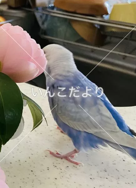 コメントの画像