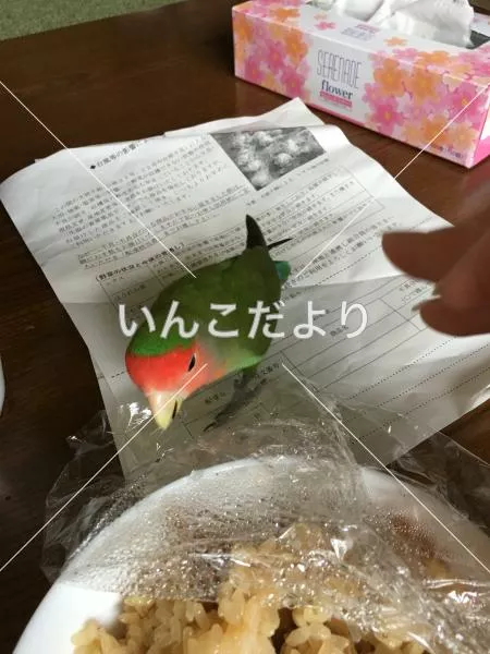 コメントの画像