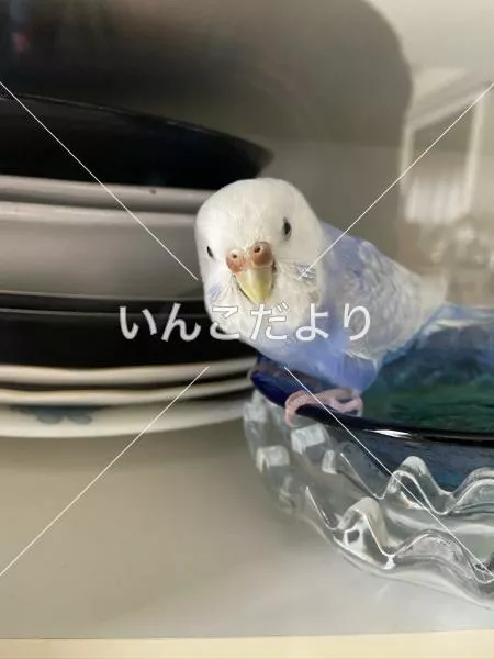 コメントの画像