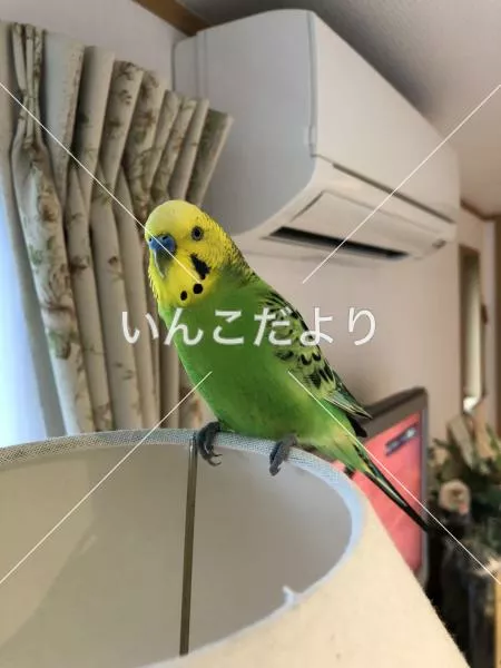 コメントの画像