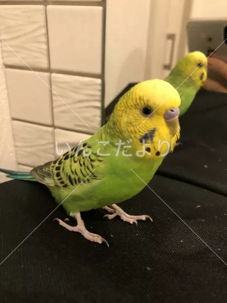 コメントの画像