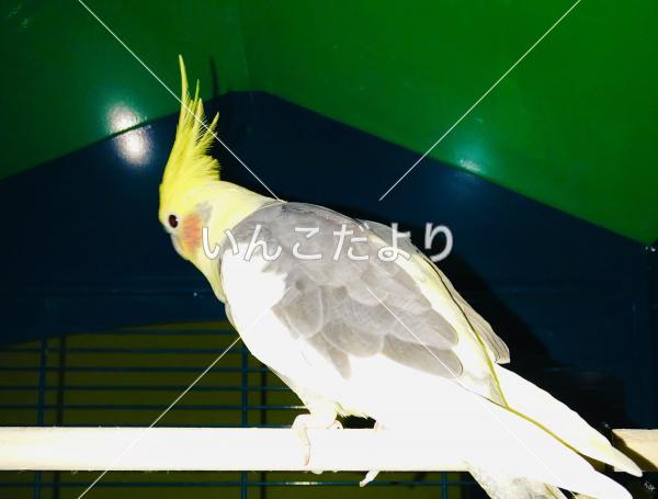 コメントの画像