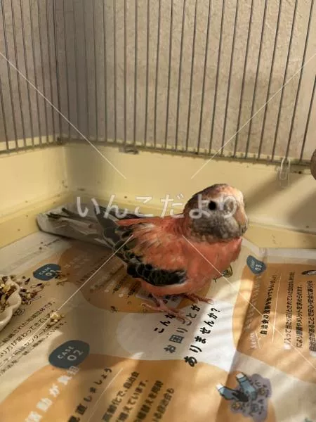 コメントの画像