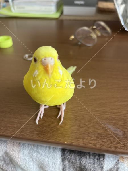 コメントの画像